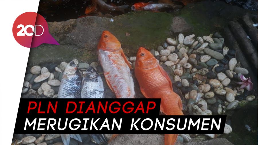 Ikan Koi Mati Gegara Listrik Padam, PLN Digugat Rp 9,2 Juta