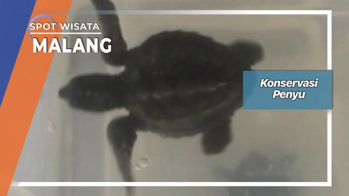 Konservasi Penyu, Malang