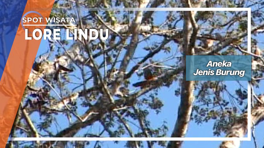 Aneka Jenis Burung, Lore Lindu