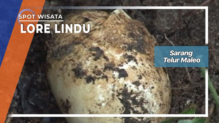 Sarang Telur Maleo, Lore Rindu