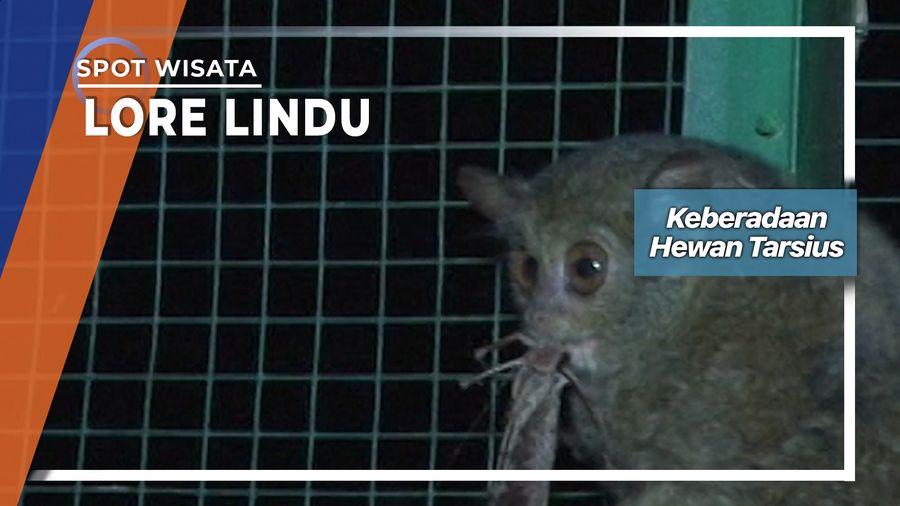 Keberadaan Hewan Tarsius, Lore Lindu