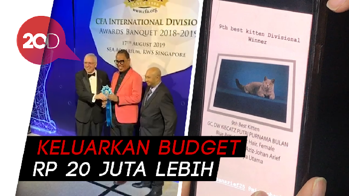 Kucing Uya Kuya Dapat Penghargaan Internasional