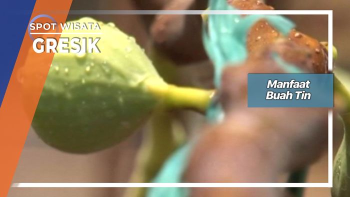 Manfaat Buah Tin, Gresik