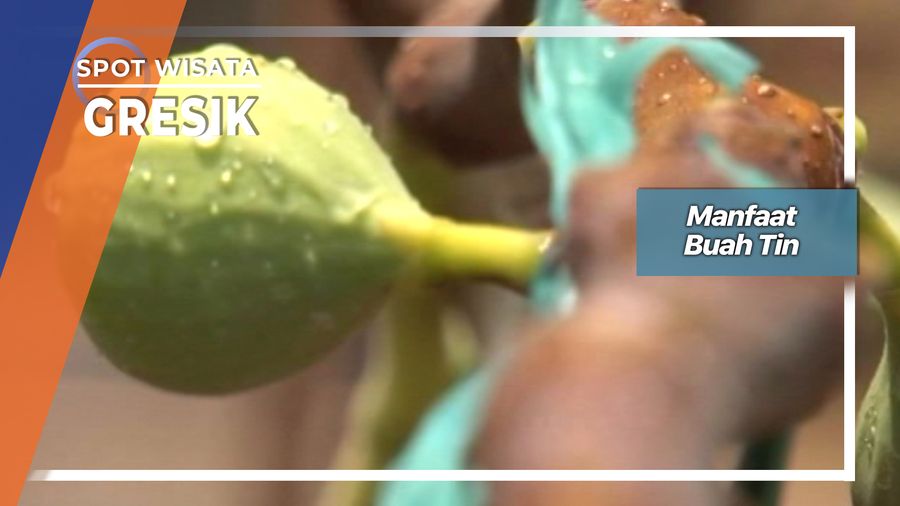Manfaat Buah Tin, Gresik