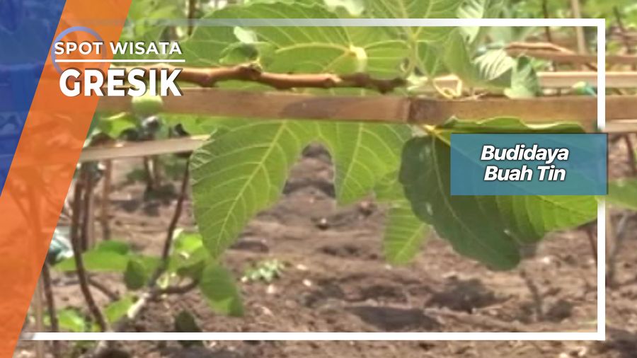 Budidaya Buah Tin, Gresik