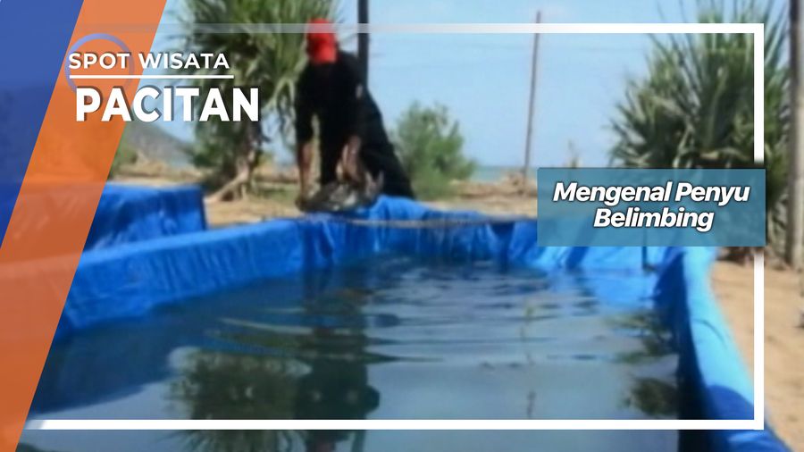 Mengenal Penyu Belimbing, Pacitan