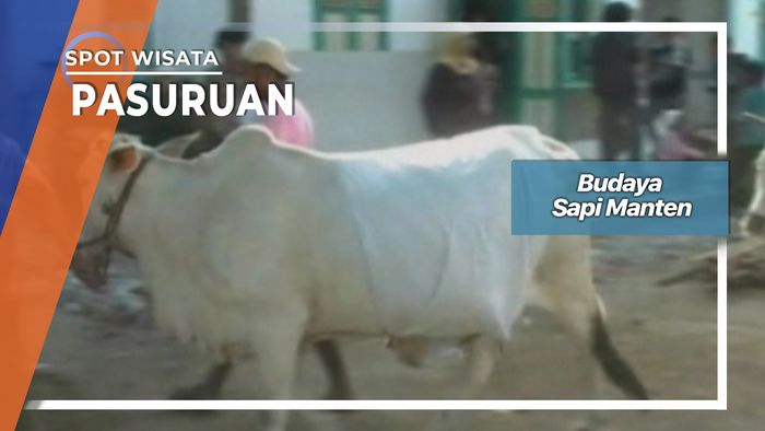 Budaya Manten Sapi, Pasuruan