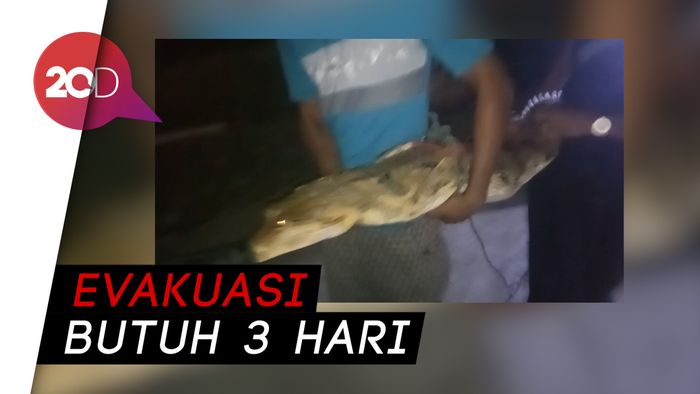 Ngeri! Ada Buaya Masuk Kolam Ikan di Kampar