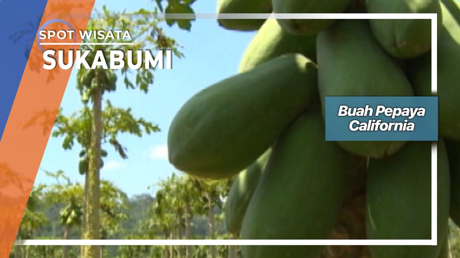 Buah Pepaya California, Sukabumi