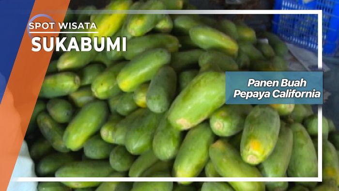 Panen Buah Pepaya California, Sukabumi
