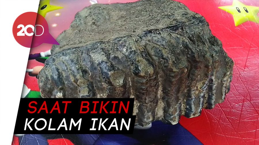 Fosil Rahang Gajah Purba Ditemukan di Lahan Warga