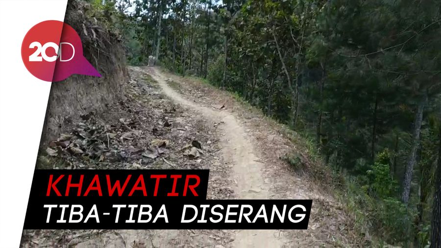 Jejak Harimau Pacitan Bikin Warga Was-was Beraktivitas di Ladang