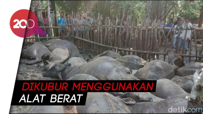 Tersambar Petir, Penggembala dan 19 Kerbaunya Tewas Seketika