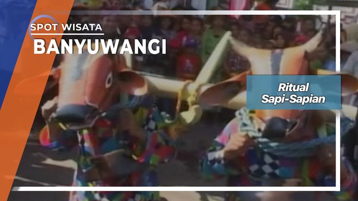 Ritual Sapi-Sapian, Desa Kenjo Glagah Banyuwangi