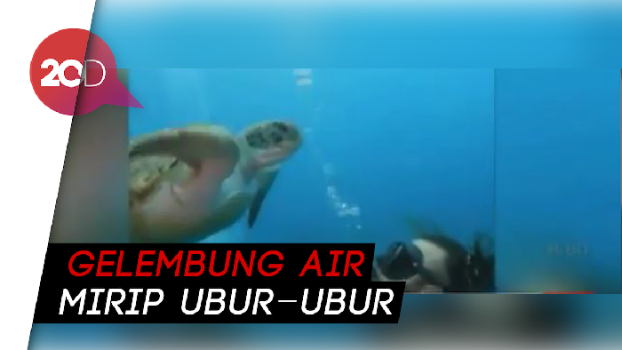 Dikira Makanan, Gelembung Air Jadi Santapan Penyu  