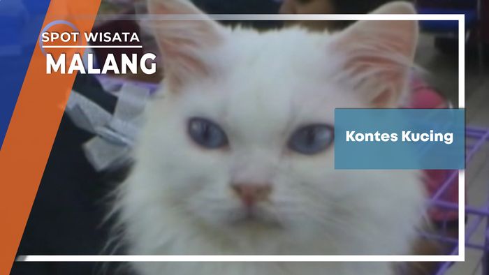 Kontes Kucing Malang 