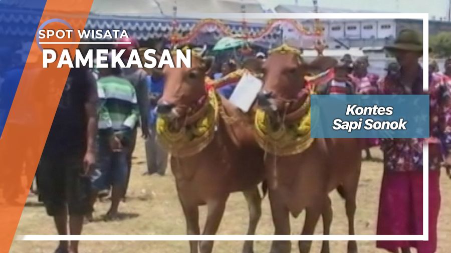 Kontes Sapi Sonok Di Lapangan R Soenarto Pamekasan