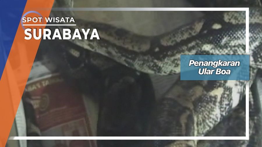 Penangkaran Ular Boa Rungkut Surabaya