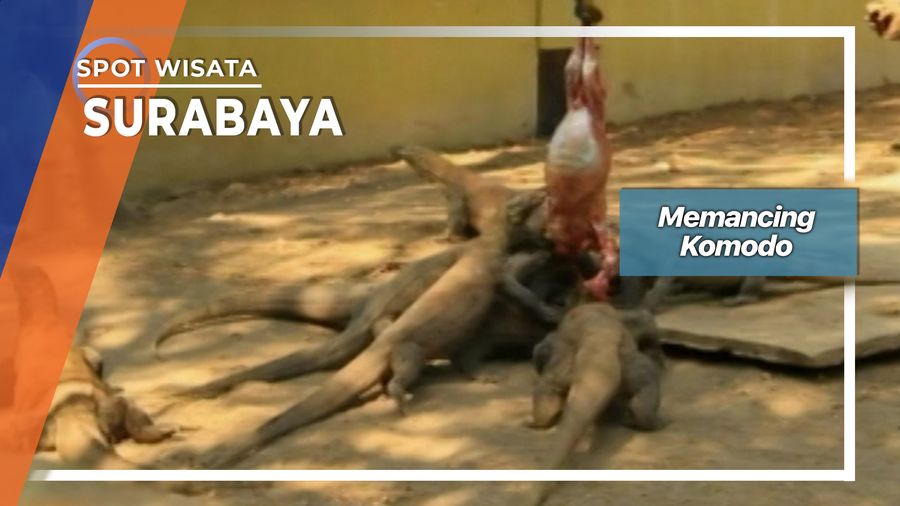 Prosesi Makan Anak Komodo Kebun Binatang Surabaya