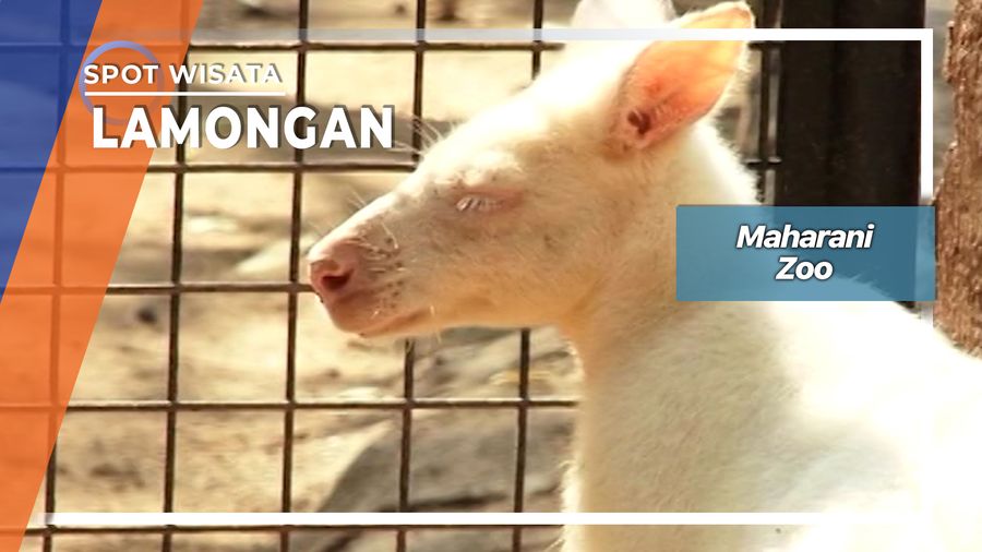 Hewan Unik Di Maharani Zoo Lamongan
