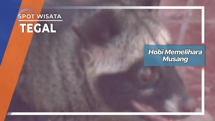 Musang Lucu dan Menggemaskan, Tegal