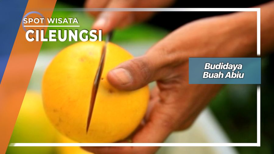 Buah Abiu dari Amazon, Cileungsi