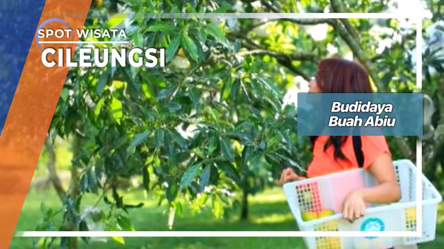 Budidaya Buah Abiu, Cileungsi