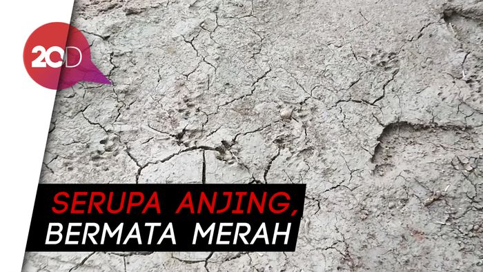 Geger Hewan Misterius Mangsa Puluhan Unggas di Ciamis