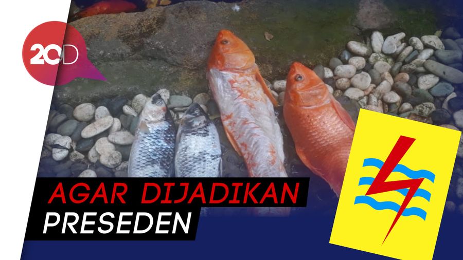 Sidang Ikan Koi Mati Berlanjut, Petrus Yakin Menang Gugat PLN