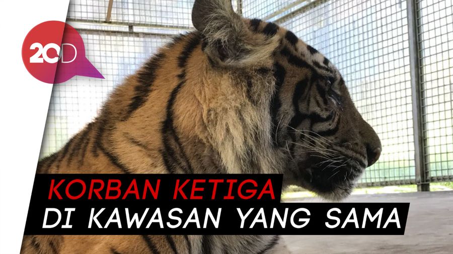 Warga Inhil Riau Tewas Diserang Harimau