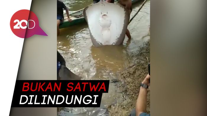 Geger Ikan Pari Raksasa di Sungai Ogan Komering Ilir Sumsel