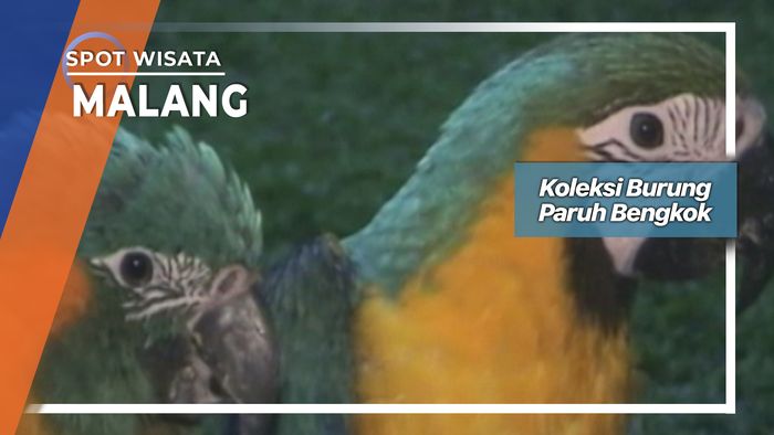 Koleksi Burung Paruh Bengkok, Malang