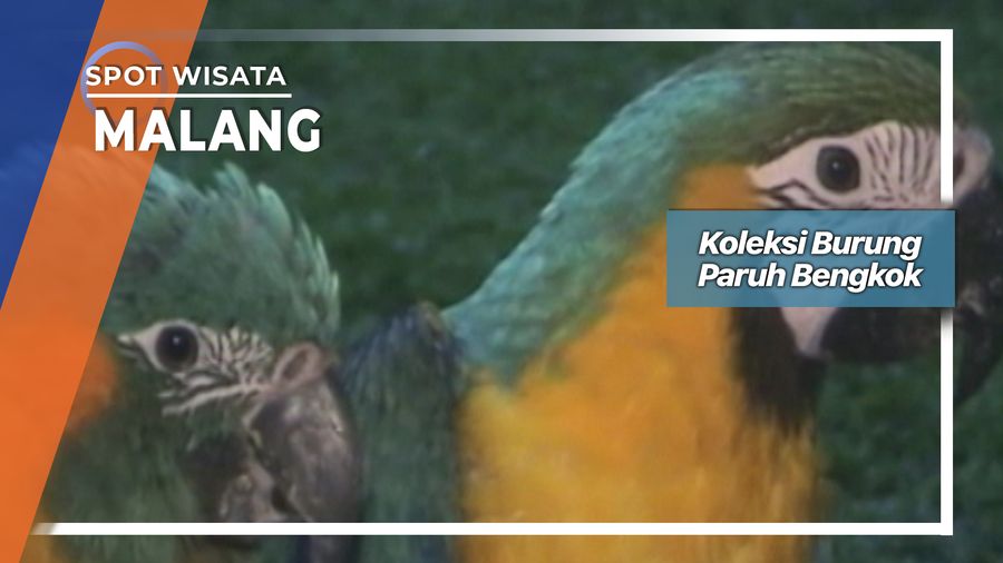 Koleksi Burung Paruh Bengkok, Malang