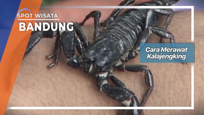Cara Merawat Kalajengking, Bandung 
