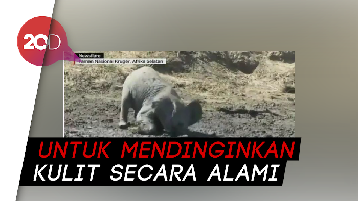 Lucunya Tingkah Anak Gajah di Afrika Saat Bermain Lumpur