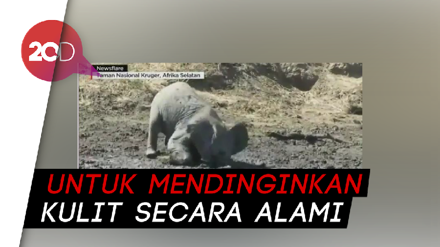 Lucunya Tingkah Anak Gajah di Afrika Saat Bermain Lumpur