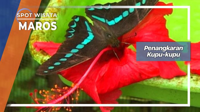 Penangkaran Kupu-kupu, Maros 