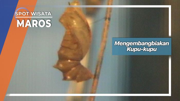 Mengembangbiakan Kupu-kupu, Maros 