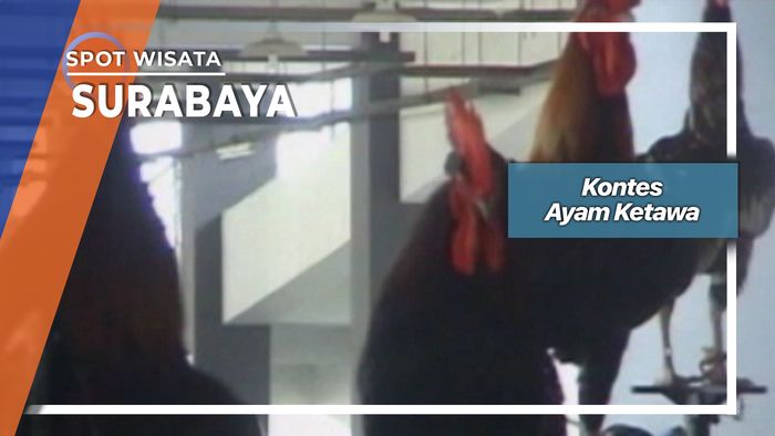 Kontes Ayam Ketawa, Surabaya 