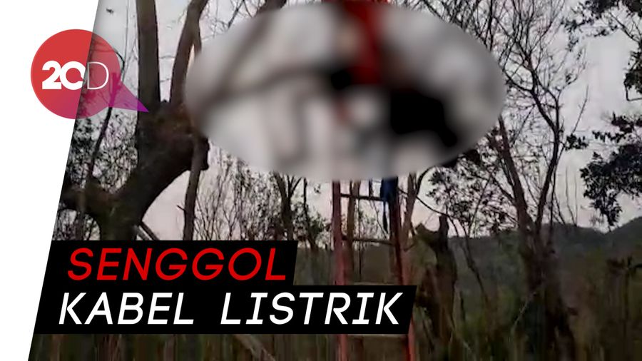 Pangkas Pohon, Warga Bantul Tewas Tersengat Listrik