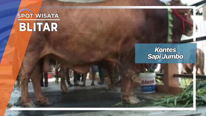 Kontes Sapi Jumbo Jenis Limosin Blitar   