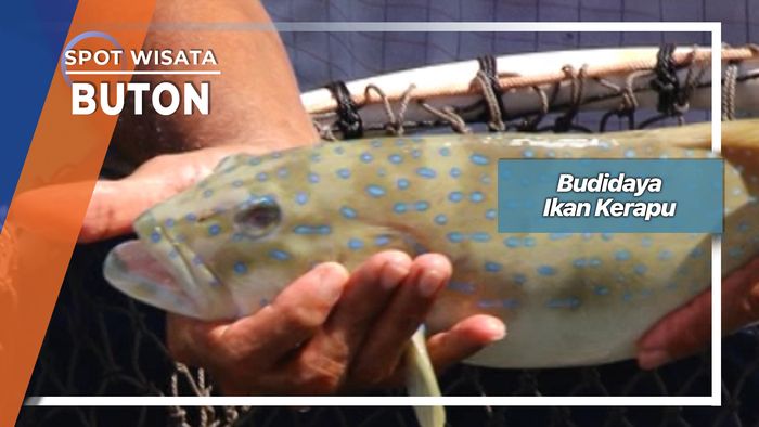 Budidaya Ikan Kerapu Di Teluk Lasongko Buton  
