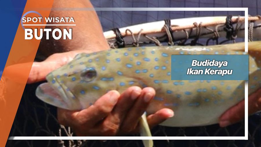 Budidaya Ikan Kerapu Di Teluk Lasongko Buton  