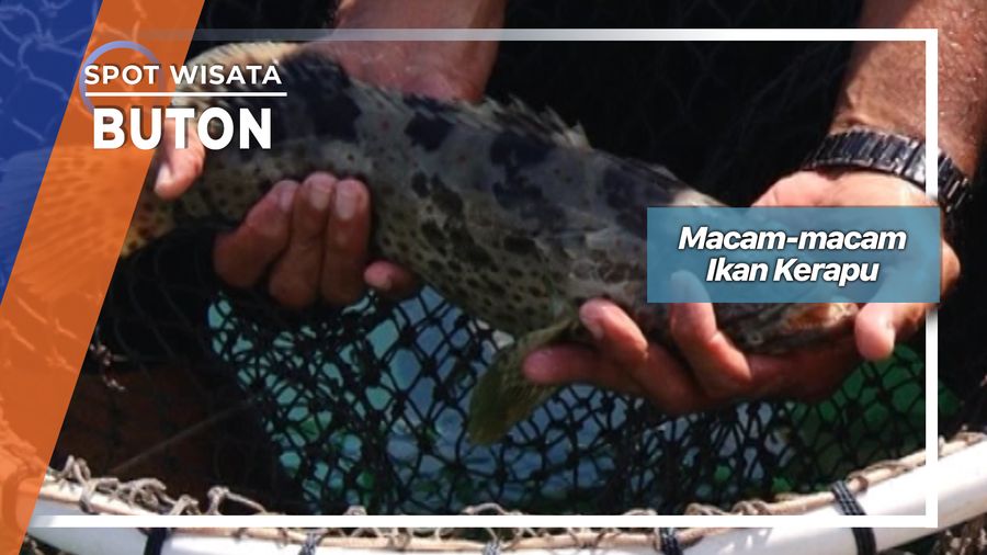 Serunya Memberi Makan Ikan Kerapu Sunu Di Keramba Apung Desa Lolibo, Teluk Lasongko, Buton 