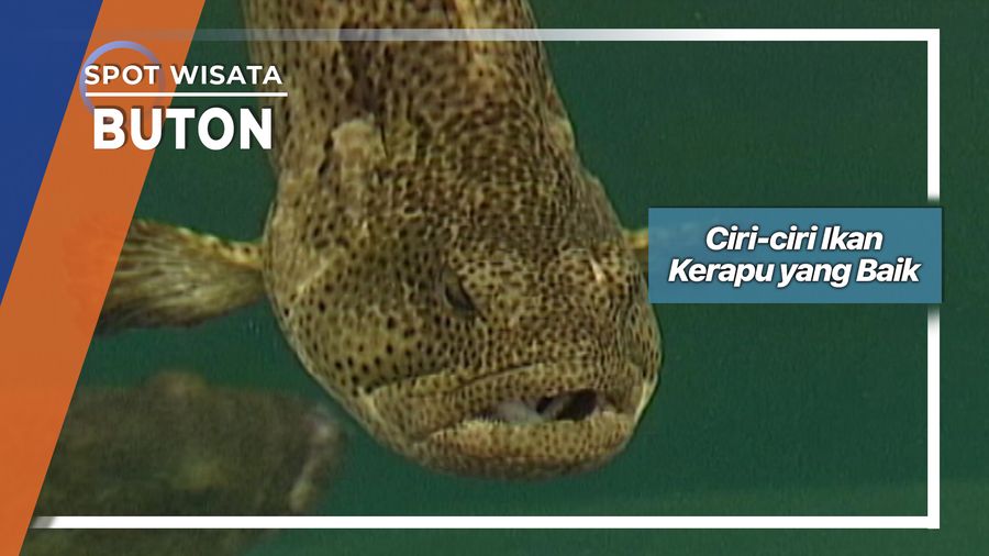 Mengenali Ikan Kerapu Yang Baik Ala Desa Lolibo Buton 