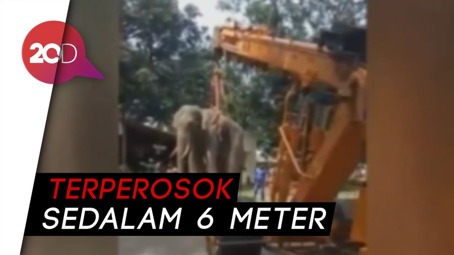 Momen Haru Satgas Selamatkan Gajah yang Terperosok ke Lubang 