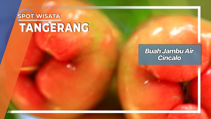 Buah Tanpa Biji, Jambu Air Cincalo Gondrong Tangerang