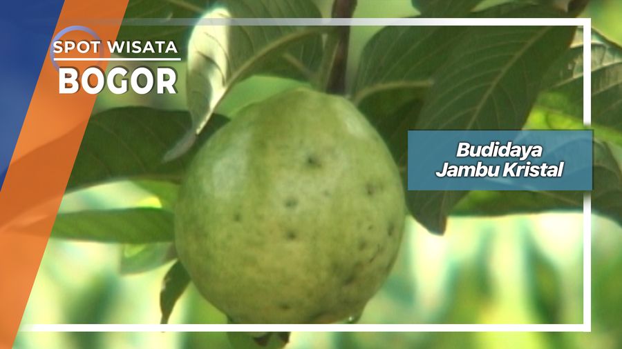 Budidaya Jambu Biji Kristal Margajaya Bogor