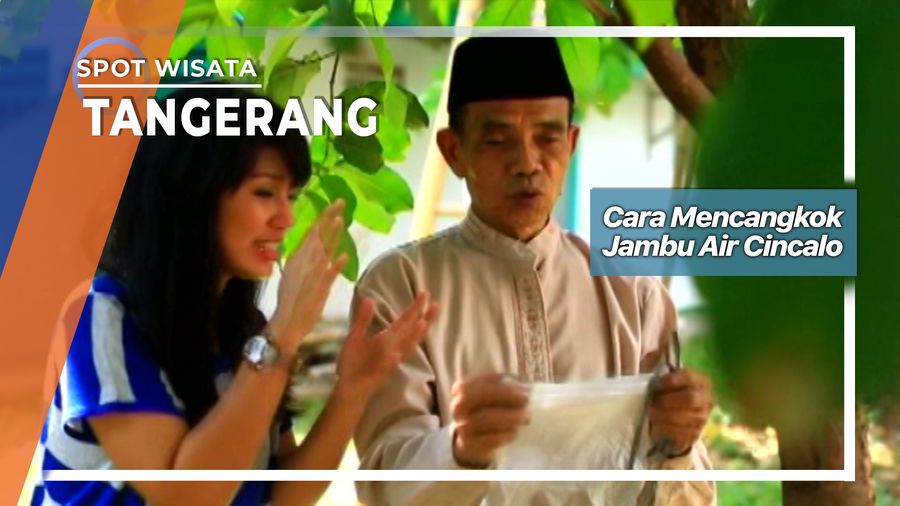 Memperbanyak Pohon Jambu Air Cincalo Yang Tak Berbiji Dari Tanggerang