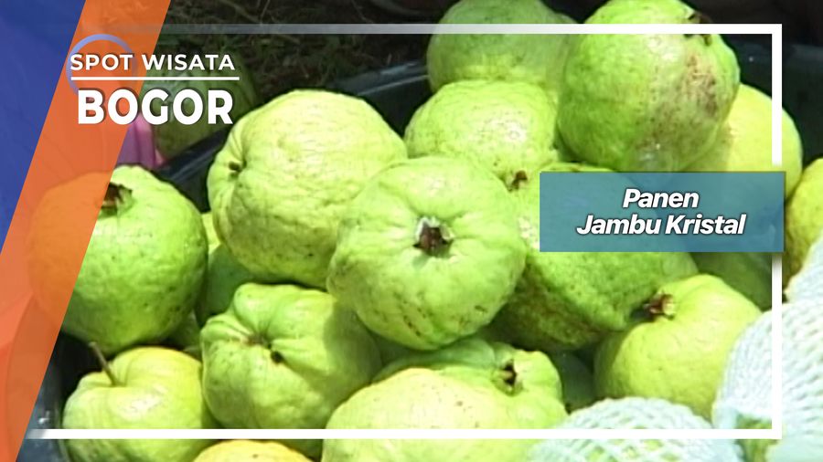 Panen Jambu Biji Kristal Margajaya Bogor   